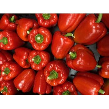 Paprika rot