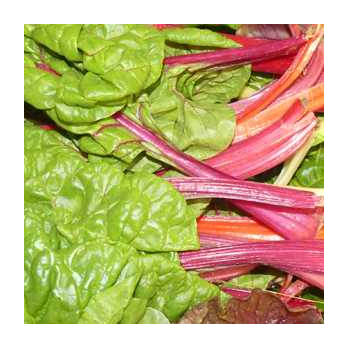 Mangold bunt Frankreich