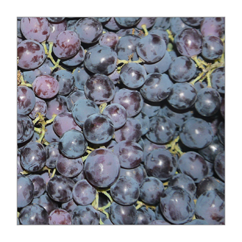 Traube blau Black Magic Italien