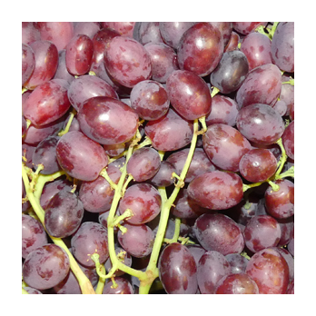 Traube blau Autumn Pearl kernlos Griechenland