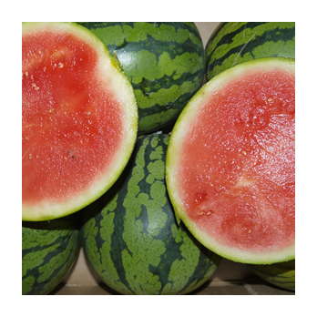 Mini Wassermelone Spanien