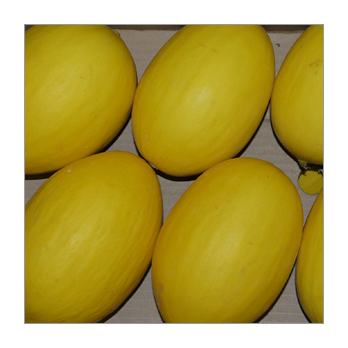 Melone Canari gelb