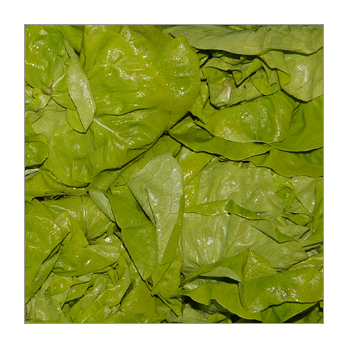 Endiviensalat Spanien