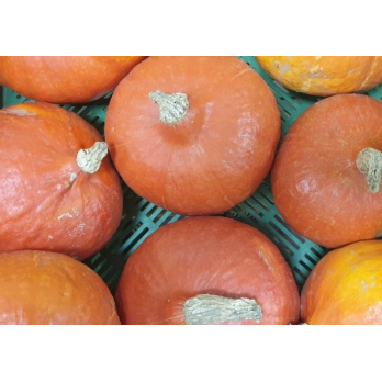 Hokkaidokürbis Deutschland