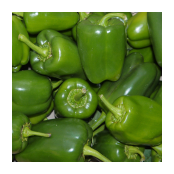 Paprika grün