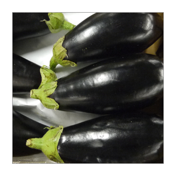 Aubergine Spanien