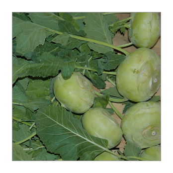 Kohlrabi Italien