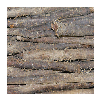 Schwarzwurzel Deutschland