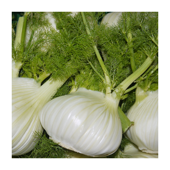 Fenchel Italien