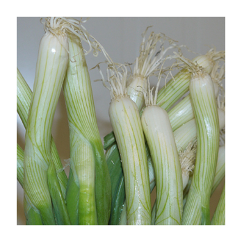 Lauchzwiebeln Frankreich