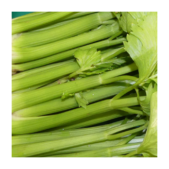 Staudensellerie Spanien