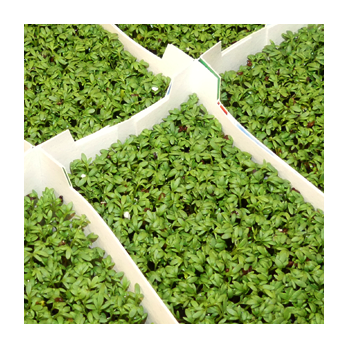 Kresse im Schälchen 250g Deutschland