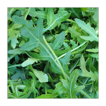 Rucola lose Italien