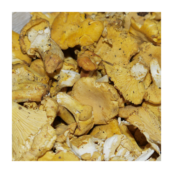 Pfifferlinge Wildsammlung