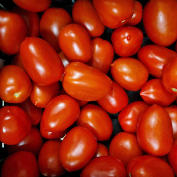 Tomate - Romatomate Deutschland