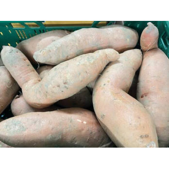 Batate Süßkartoffel Spanien