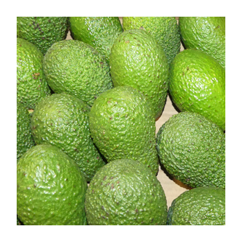 Avocado Fuerte Griechenland
