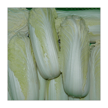 Chinakohl Deutschland