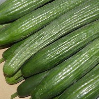 Gurke - Salatgurke