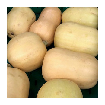 Butternusskürbis