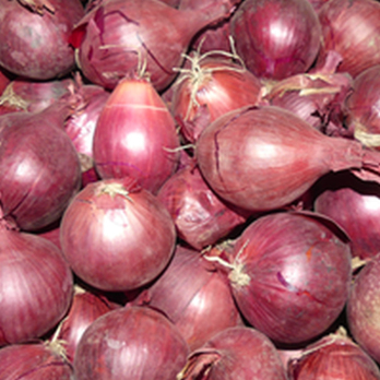 Zwiebeln rot