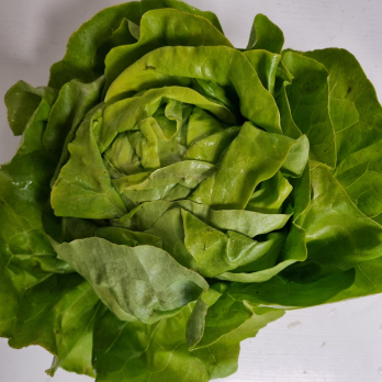 Kopfsalat grün