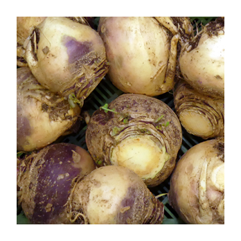 Kohlrübe / Steckrübe