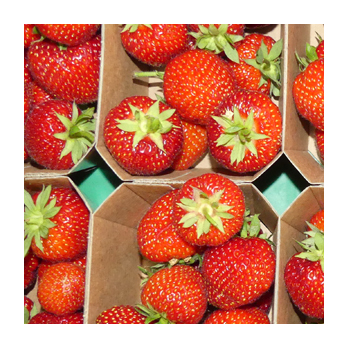 Erdbeeren - die ersten regionalen!
