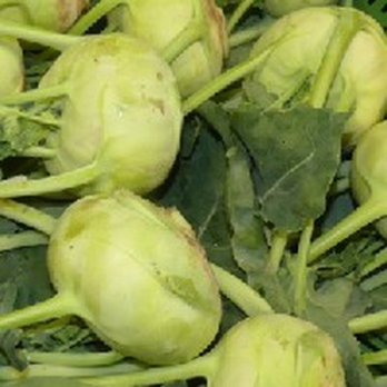 Kohlrabi