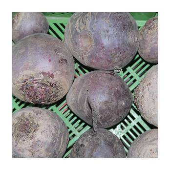 Rote Bete Robuschka samenfest