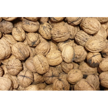Walnüsse