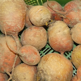 Gelbe Bete samenfest