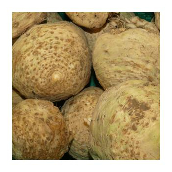 Knollensellerie samenfest