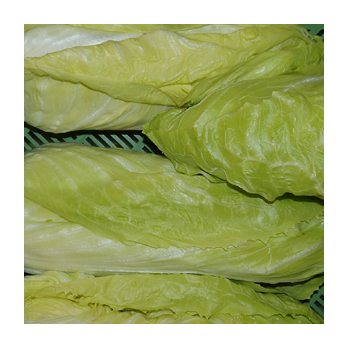 Zuckerhut Salat [kg-Preis]