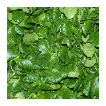 Feldsalat Deutschland