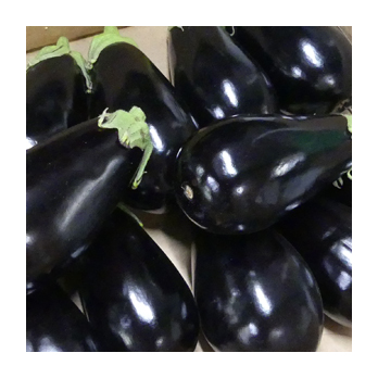 Aubergine