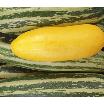 Zucchini gelb/grün