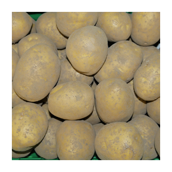 Kartoffel Simonetta fk