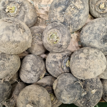 Rettich schwarz - Winterrettich