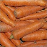 Möhre Rodelika samenfest