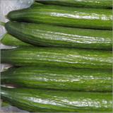 Schlangengurke Spanien