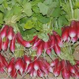 Radieschen länglich Frankreich