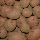 Kartoffel Laura vfk
