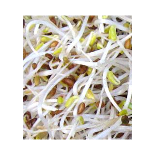 Frischkeim-Sprossen - Alfalfa