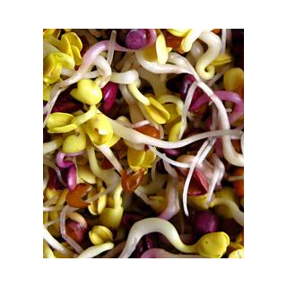 Frischkeim-Sprossen - Scharfe-Rettich-Mischung