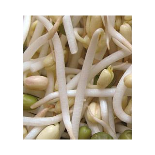 Frischkeim-Sprossen - Mungbohnen