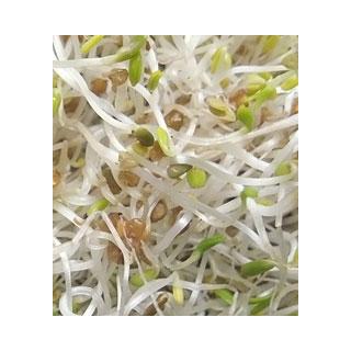 Frischkeim-Sprossen - Toskana-Mischung