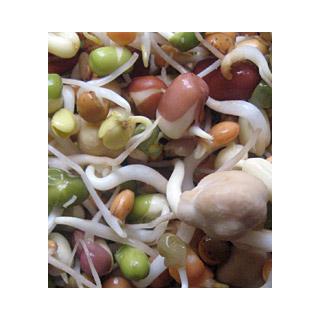 Frischkeim-Sprossen - Pfannen/Wock-Mischung