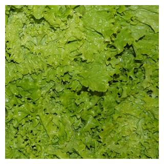 Bataviasalat grün Frankreich