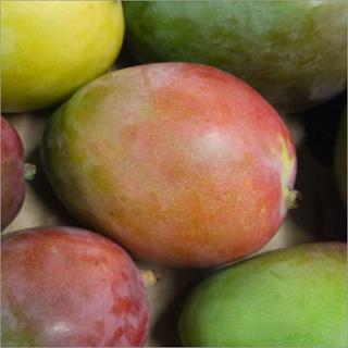 Mango Kent Peru